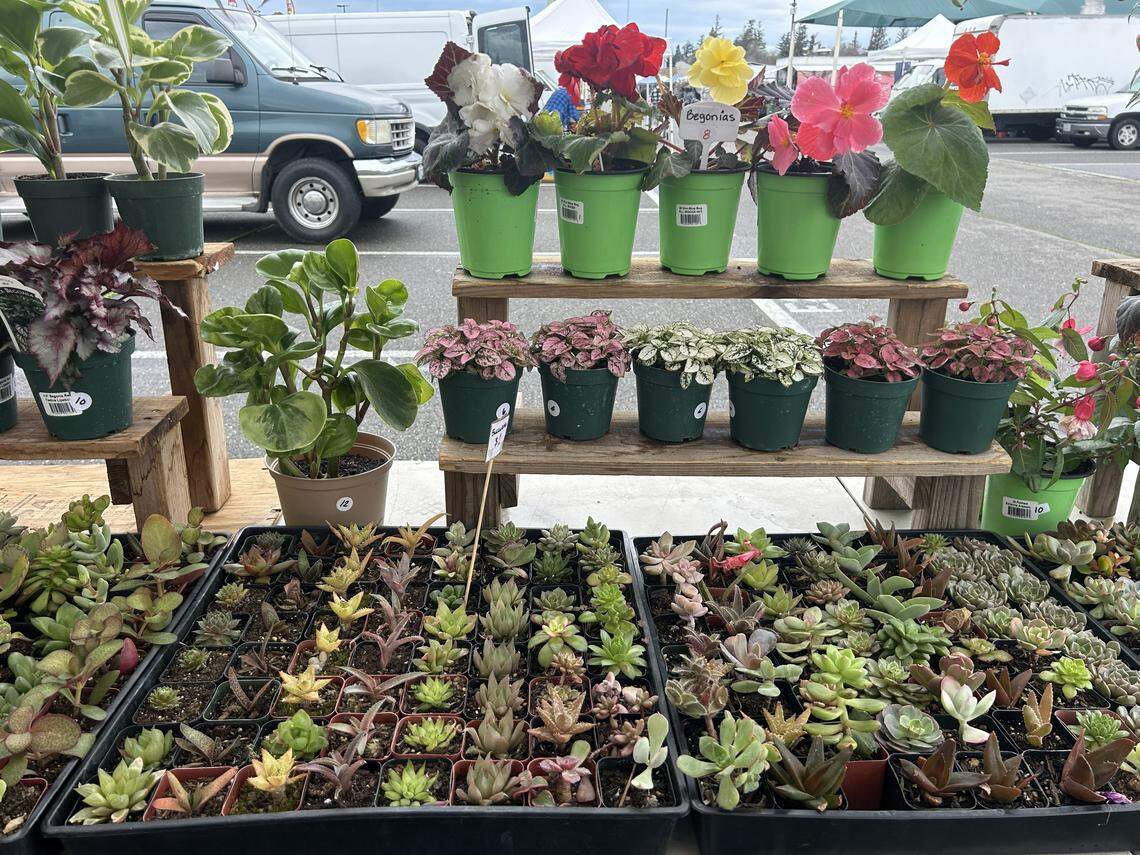 Mary’s Succulent Garden, a plant vendor at the Galt Flea Market. The master gardener program helps deliver University of California research directly to Californians.